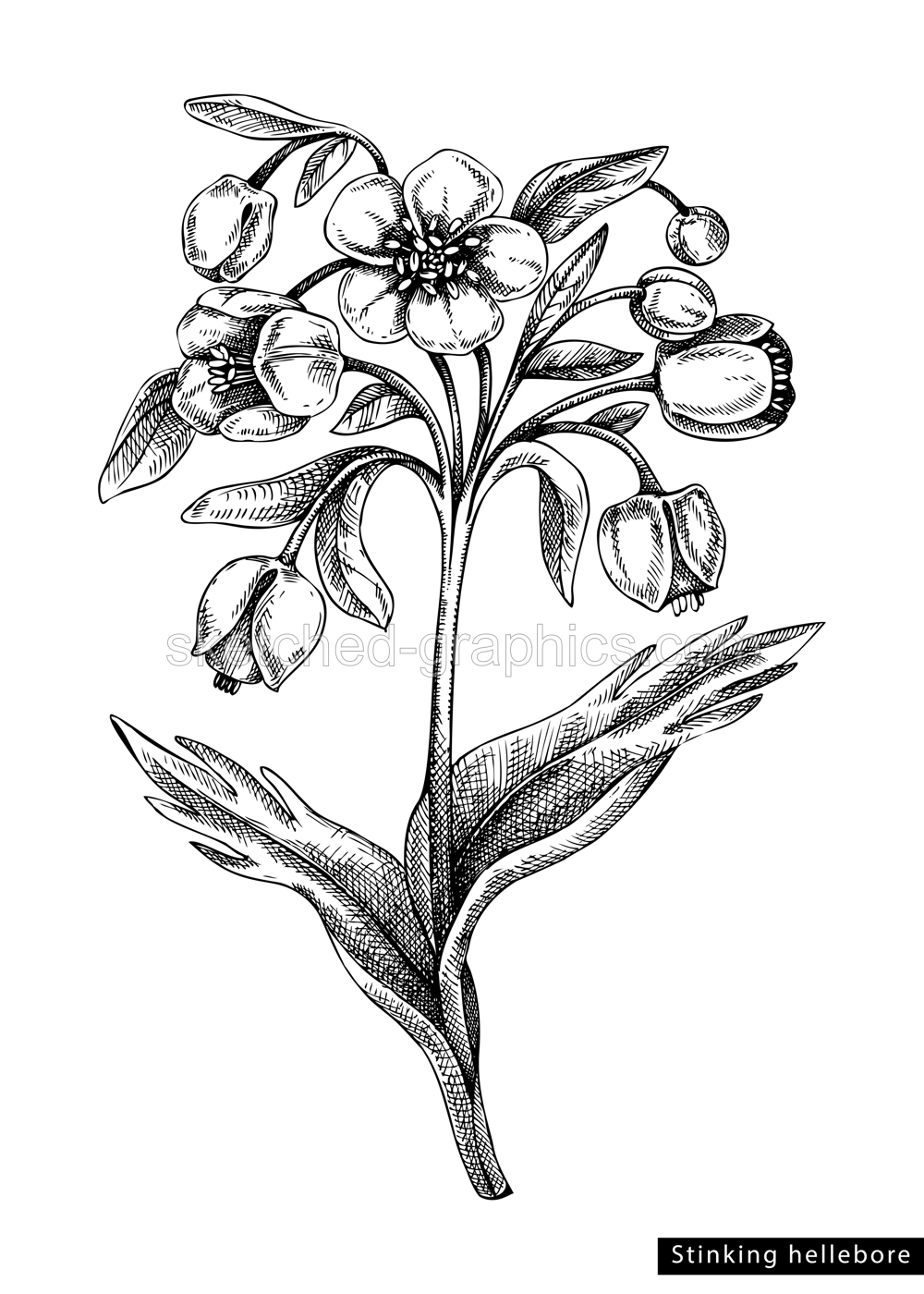 Hellebore flower sketch in engraved style. Floral branch with buds and leaves. Black contoured winter rose drawing. Botanical vector illustration of spring woodland plant isolated on white background Illustration